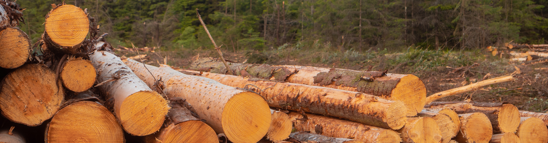 Cut logs banner.